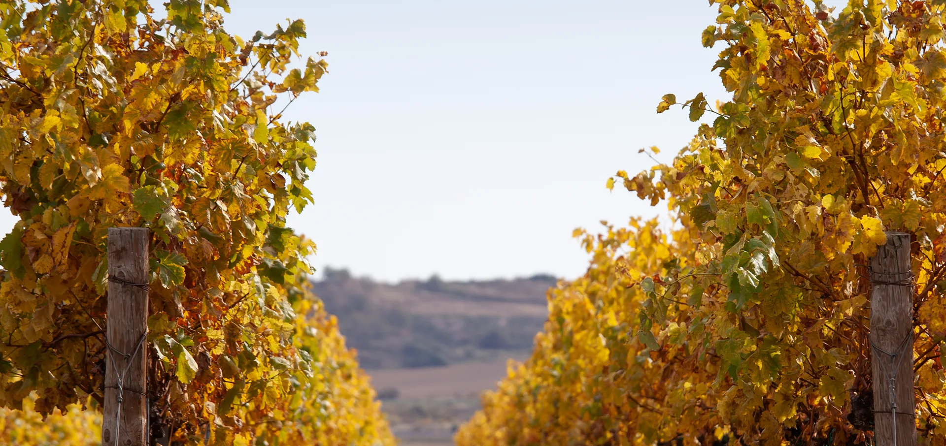 regalar vino dia del padrre